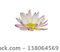 White daisy cutout material 138064569