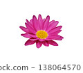 Cutout material of a red daisy 138064570