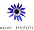 Senetti cutouts 138064571