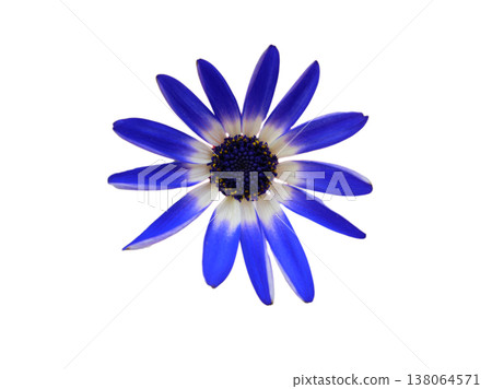 Senetti cutouts 138064571