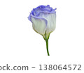 Turkish bellflower cutout material 138064572
