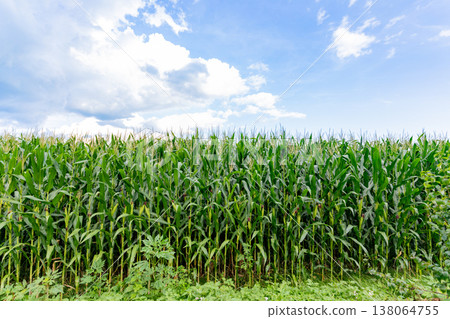 玉米田的圖片 138064755