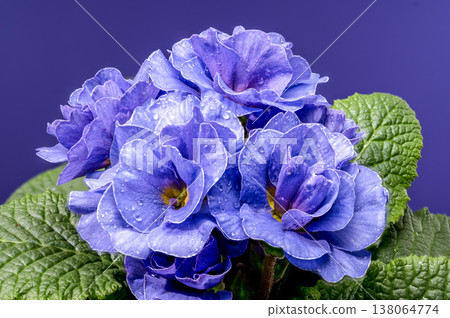 Macro Blue Primrose Flowers with Water Drops on Purple Background 138064774