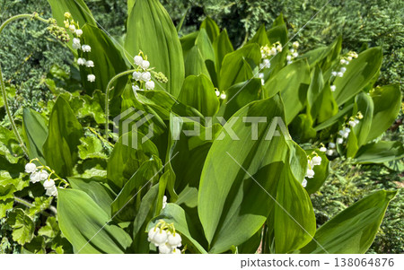 The delicate white lily-of-the-valley flowers are beautifully complemented by the lush green leaves. 138064876