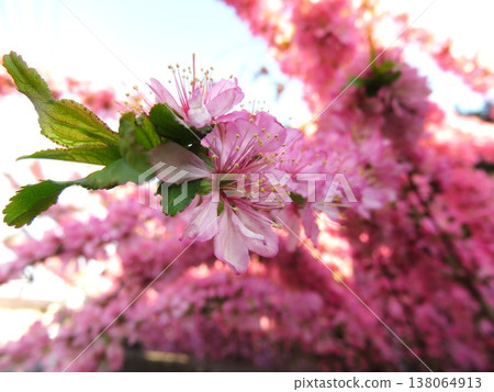 Yume plum Yume plum 138064913