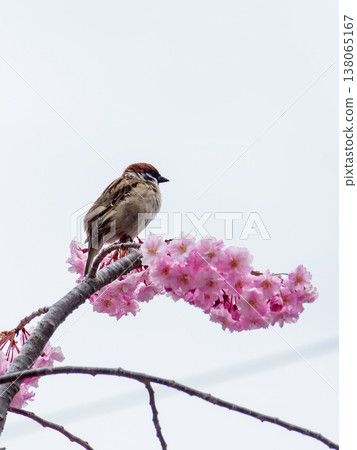 櫻桃樹和麻雀 138065167