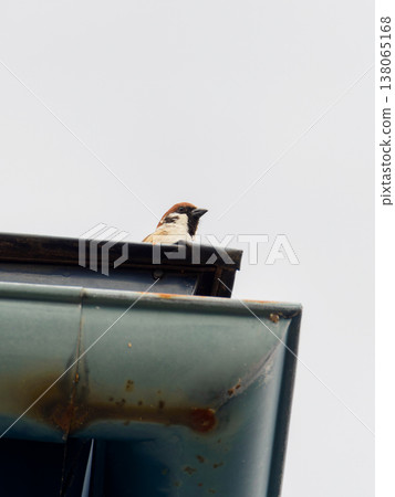 我在屋頂上發現了一隻麻雀。 138065168