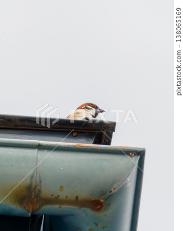 一隻麻雀從屋頂上環顧四周。 138065169