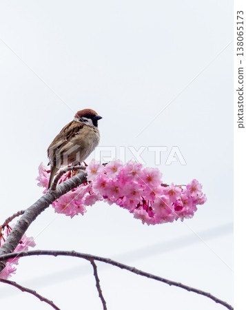 盛開的櫻花和麻雀 138065173