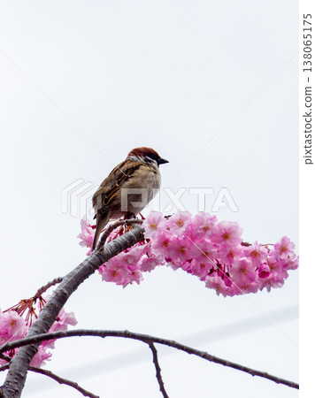 重瓣櫻花和麻雀 138065175