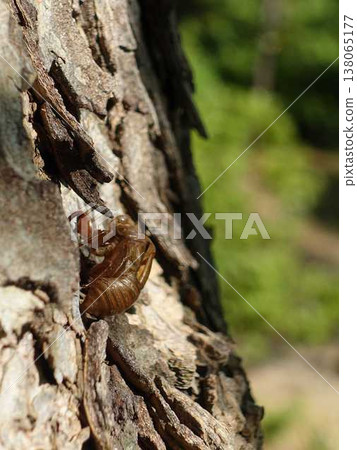 Cicada, cicada, cicada shell, brown cicada 138065177