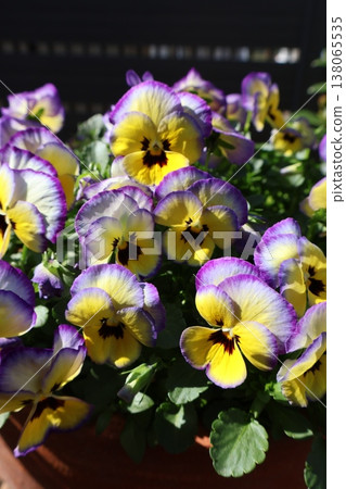 Violas in full bloom in spring Violas in full bloom in spring 138065535