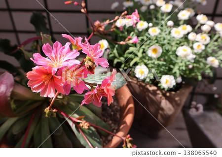路易西亞和花盆裡的雛菊 138065540