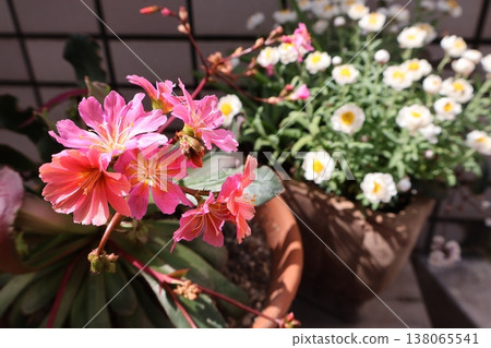 路易西亞和花盆裡的雛菊 138065541