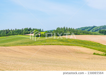 北海道的夏天:廣闊的農田,綠色與棕交相輝映,景色優美(農業圖) 北海道的夏天:廣闊的農田,綠色與棕交相輝映,景色優美(農業圖) 138065564