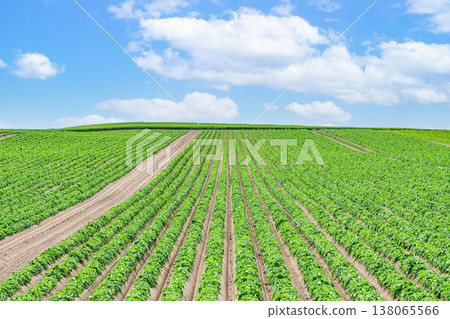 Hokkaido in summer: Vast farmlands (agricultural image) 138065566