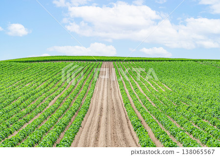 北海道的夏天：廣闊的農地（農業景象） 138065567