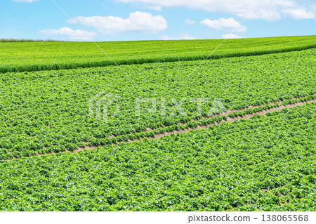 北海道的夏天：廣闊的農地（農業景象） 138065568