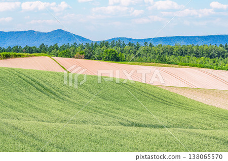 Summer in Hokkaido: Vast farmlands with a beautiful contrast of green and brown (agricultural image) 138065570