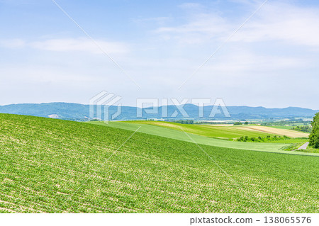 Hokkaido in summer: Vast farmlands (agricultural image) 138065576