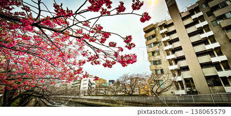 Kawazu cherry blossoms in full bloom and a view of apartment buildings by the water. 138065579