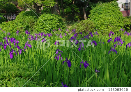 In early summer, purple irises bloom all over Muryoju-ji Temple in Chiryu City, Aichi Prefecture. 138065626
