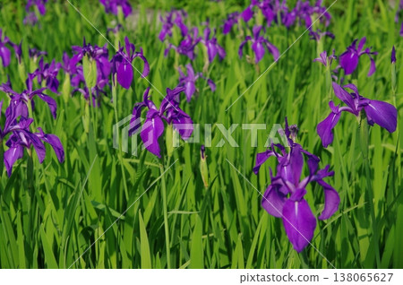 In early summer, purple irises bloom all over Muryoju-ji Temple in Chiryu City, Aichi Prefecture. In early summer, purple irises bloom all over Muryoju-ji Temple in Chiryu City, Aichi Prefecture. 138065627