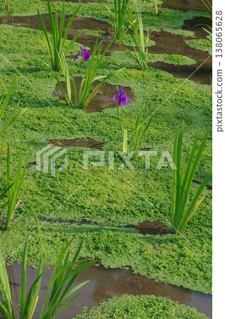 In early summer, purple irises bloom all over Muryoju-ji Temple in Chiryu City, Aichi Prefecture. 138065628