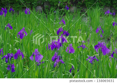 初夏時節,愛知縣知龍市的無量壽寺裡到處盛開著紫色的鳶尾花。 初夏時節,愛知縣知龍市的無量壽寺裡到處盛開著紫色的鳶尾花。 138065631