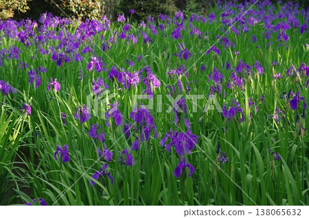 初夏時節，愛知縣知龍市的無量壽寺裡到處盛開著紫色的鳶尾花。 138065632
