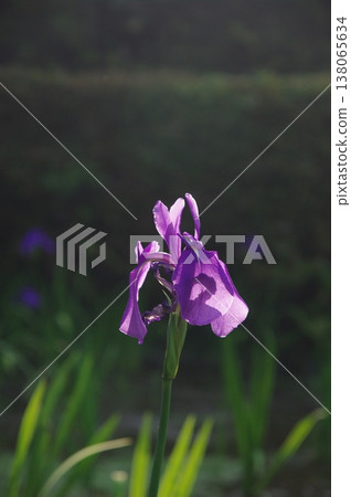 In early summer, purple irises bloom all over Muryoju-ji Temple in Chiryu City, Aichi Prefecture. In early summer, purple irises bloom all over Muryoju-ji Temple in Chiryu City, Aichi Prefecture. 138065634