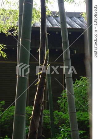 In early summer, purple irises bloom all over Muryoju-ji Temple in Chiryu City, Aichi Prefecture. 138065635