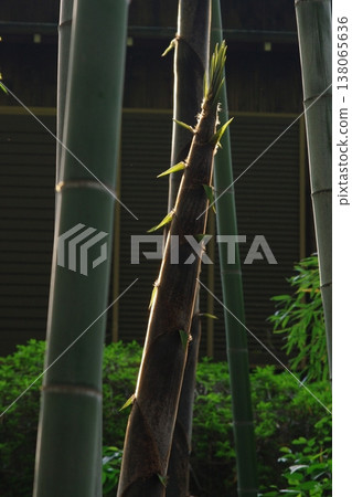 In early summer, purple irises bloom all over Muryoju-ji Temple in Chiryu City, Aichi Prefecture. 138065636