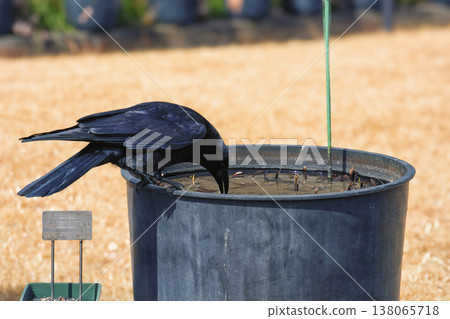 A crow drinking water A crow drinking water 138065718