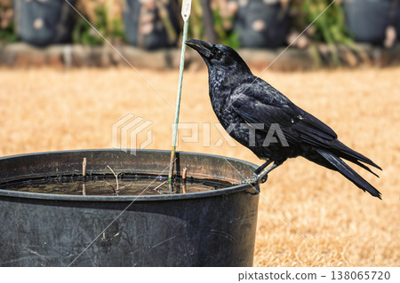 A crow drinking water A crow drinking water 138065720