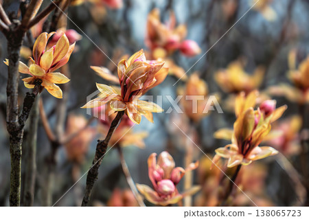 Koyasudoudan 138065723