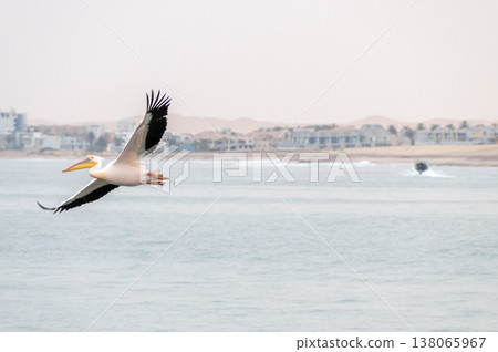 Pelican in Walvis Bay Pelican in Walvis Bay 138065967