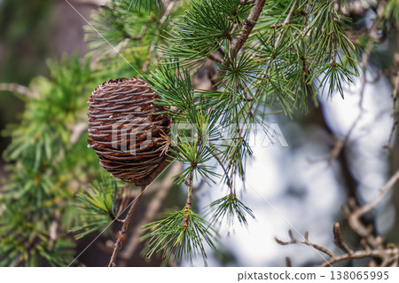 Pine cones of Himalayasugi Pine cones of Himalayasugi 138065995