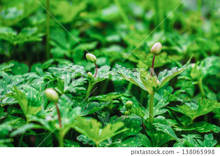 Two-wheeled grass 138065998