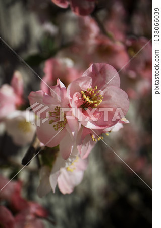Pink Bokeh Flower Pink Bokeh Flower 138066039