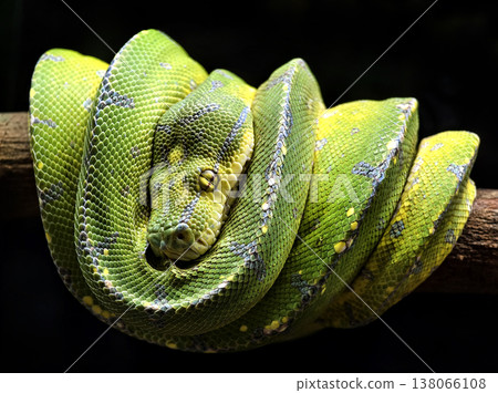 Emerald python coiled on branch wrapped in tight spiral Emerald python coiled on branch wrapped in tight spiral 138066108