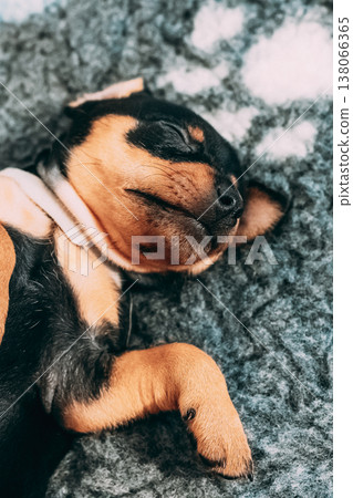Cute sleeping puppy resting its head on tiny paws. Small Black Miniature Pinscher Zwergpinscher, Min Pin Puppy Dog Sleeping On Floor Cute sleeping puppy resting its head on tiny paws. Small Black Miniature Pinscher Zwergpinscher, Min Pin Puppy Dog Sleeping On Floor 138066365