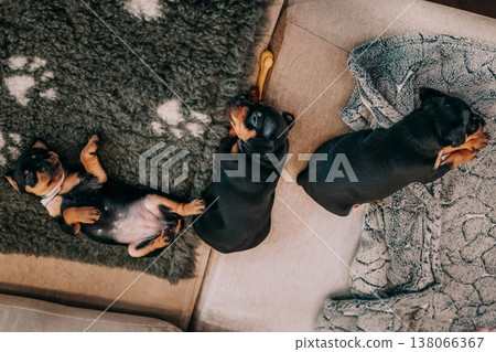 Three Small Black Miniature Pinscher Zwergpinscher, Min Pin Puppy Dogs Sleeping On Floor Three Small Black Miniature Pinscher Zwergpinscher, Min Pin Puppy Dogs Sleeping On Floor 138066367