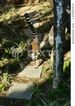 Ring tailed lemur walking on stone steps in outdoor enclosure at Macau zoo or wildlife park Ring tailed lemur walking on stone steps in outdoor enclosure at Macau zoo or wildlife park 138066424