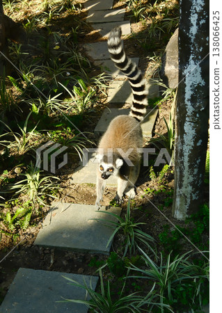 Ring tailed lemur walking on stone steps in outdoor enclosure at Macau zoo or wildlife park 138066425