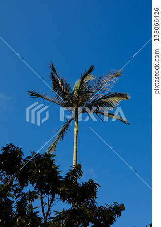 Upward view of tall tropical palm trees against clear blue sky Upward view of tall tropical palm trees against clear blue sky 138066426