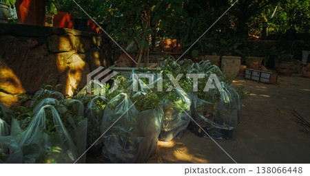 Young plants in plastic bags ready for planting outdoors Young plants in plastic bags ready for planting outdoors 138066448