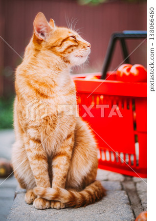 Ginger cat sitting next to a pile of fresh red tomatoes Ginger cat sitting next to a pile of fresh red tomatoes 138066460