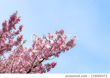 A landscape with a gentle spring blue sky and Kawazu cherry blossoms. A landscape with a gentle spring blue sky and Kawazu cherry blossoms. 138066472