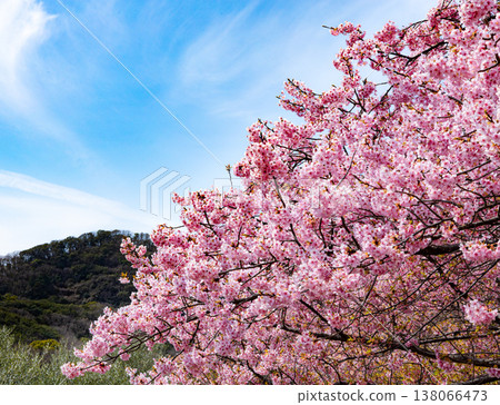 A landscape with a gentle spring blue sky and Kawazu cherry blossoms. A landscape with a gentle spring blue sky and Kawazu cherry blossoms. 138066473
